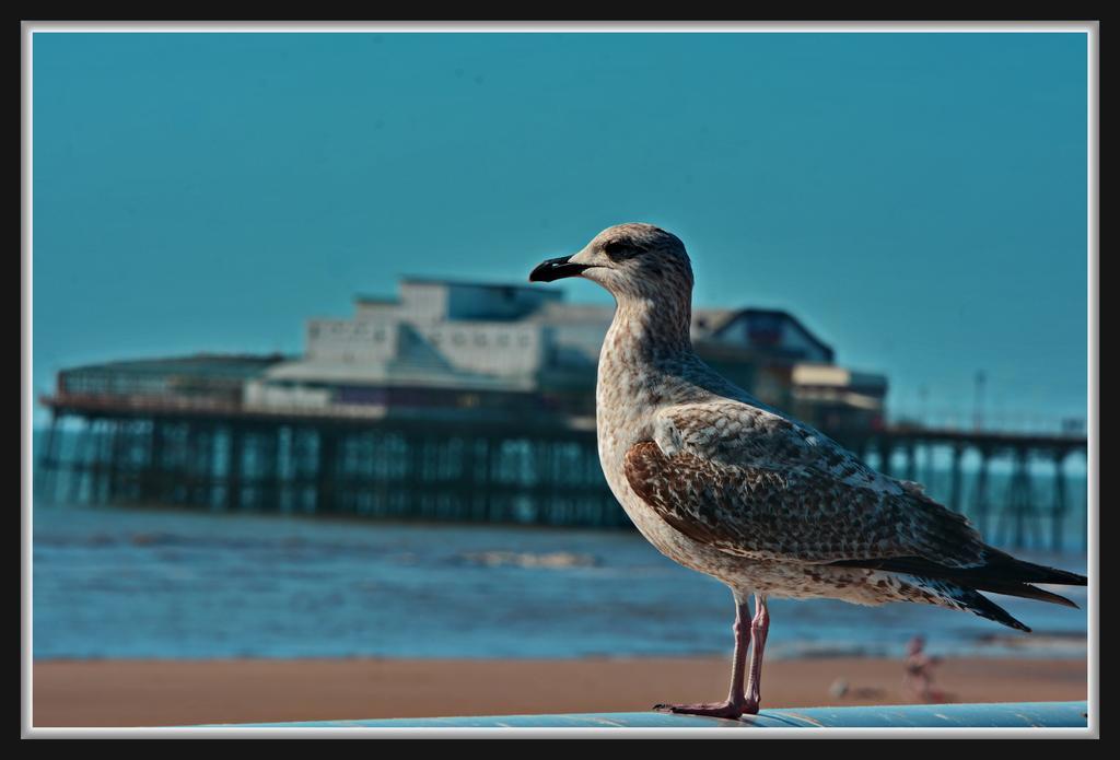 Bed & Breakfast Falklands Blackpool